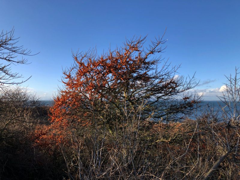 The Travelling Bookbinder film shoot. Buckthorn at Gullane in January 2020